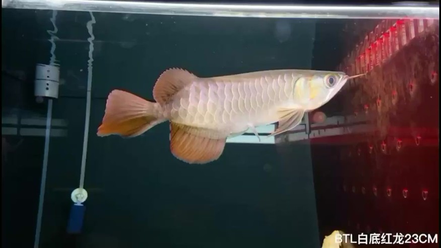 清遠水族館BTL精選白底紅龍