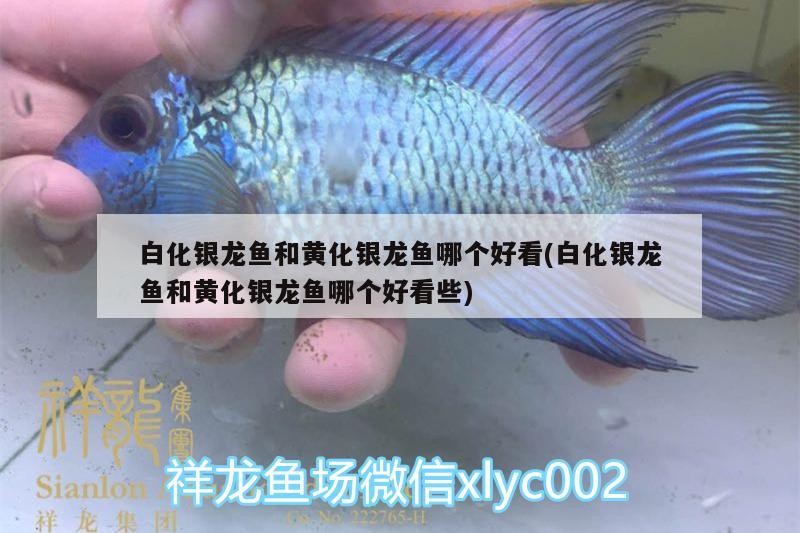 白化銀龍魚和黃化銀龍魚哪個(gè)好看(白化銀龍魚和黃化銀龍魚哪個(gè)好看些)