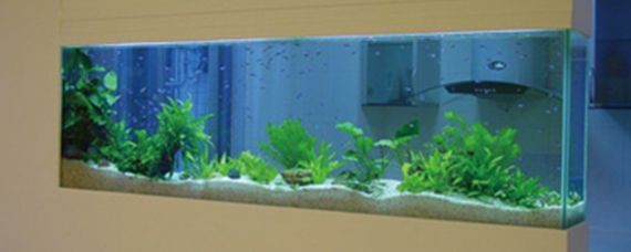 大型魚缸底部如何清理：如何清理大型魚缸底部