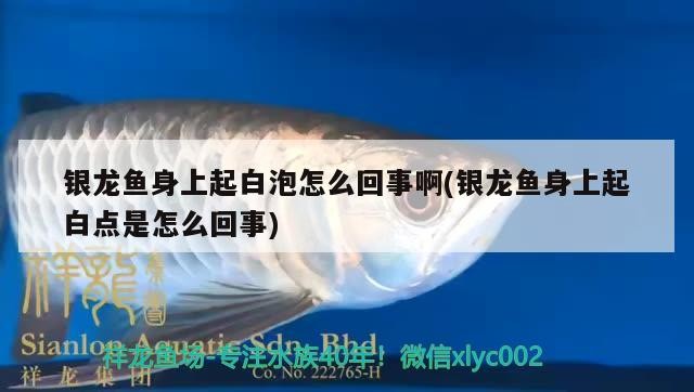 銀龍魚身上起白泡怎么回事啊(銀龍魚身上起白點(diǎn)是怎么回事)
