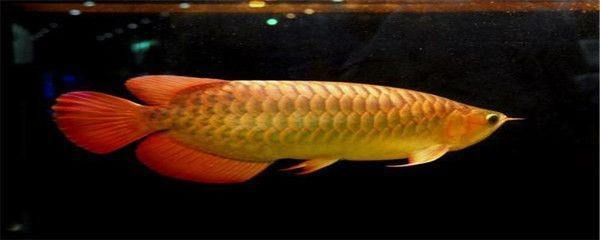 紅龍魚50厘米價格多少一條（紅龍魚50厘米價格多少一條呢）