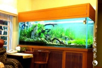 擺個魚缸就叫風水好嗎：魚缸擺放與風水