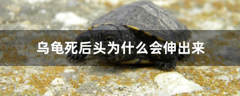 揭陽觀賞魚養(yǎng)殖基地電話多少號（揭陽觀賞魚養(yǎng)殖基地電話多少號啊）