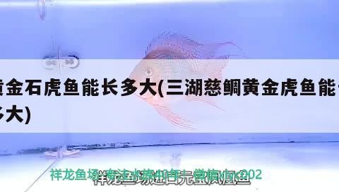 黃金石虎魚能長多大(三湖慈鯛黃金虎魚能長多大)