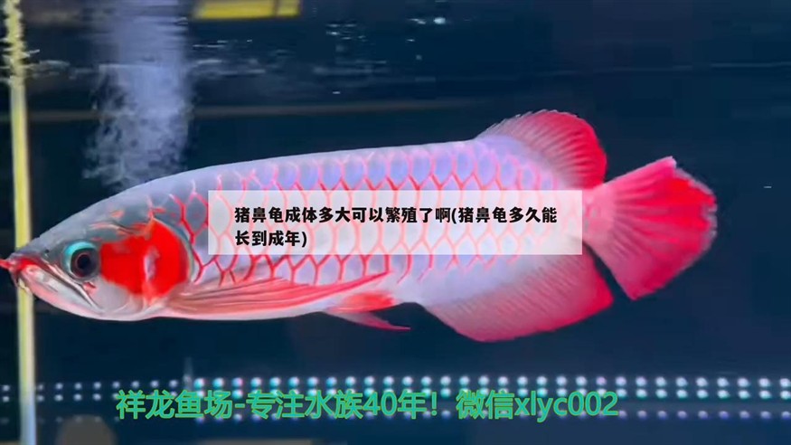 豬鼻龜成體多大可以繁殖了啊(豬鼻龜多久能長到成年)