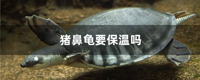 豬鼻龜要保溫嗎