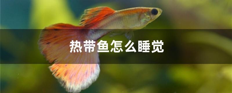 熱帶魚怎么睡覺