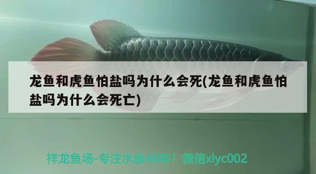 龍魚和虎魚怕鹽嗎為什么會死(龍魚和虎魚怕鹽嗎為什么會死亡)