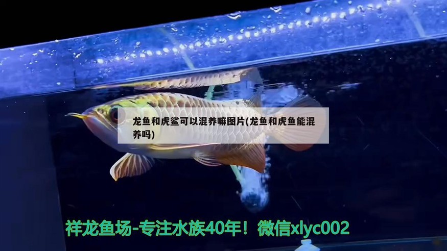 龍魚和虎鯊可以混養嘛圖片(龍魚和虎魚能混養嗎)