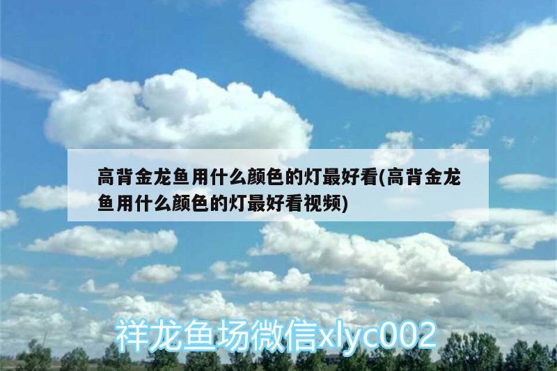 熱帶魚和銀龍魚可以一起養嗎圖片(熱帶魚和銀龍魚可以一起養嗎圖片欣賞)