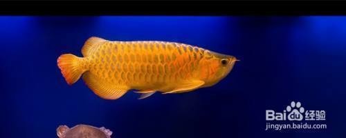 魚缸過濾器選購指南:自制魚缸過濾器魚缸上置過濾器對于養魚愛好者的必備知識 紅龍魚喂食量多少合適(紅龍魚喂食量多少合適呢) 紅龍魚百科 紅龍魚喂食量多少合適(紅龍魚喂食量多少合適呢) 紅龍魚喂食量多少合適(紅龍魚喂食量多少合適呢) 紅龍魚百科