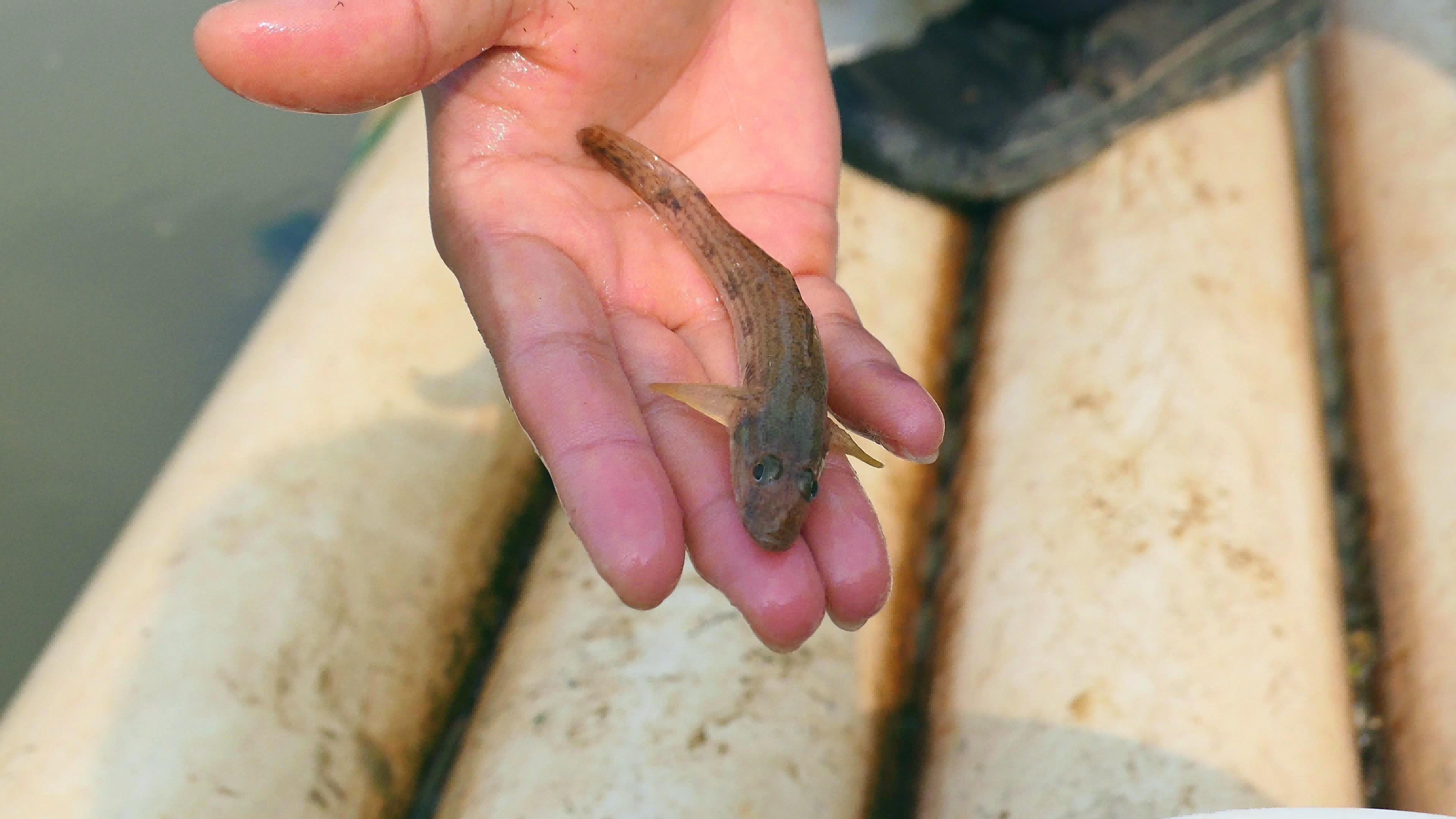 虎魚多少錢一條:世界上能吃人的動物有多少