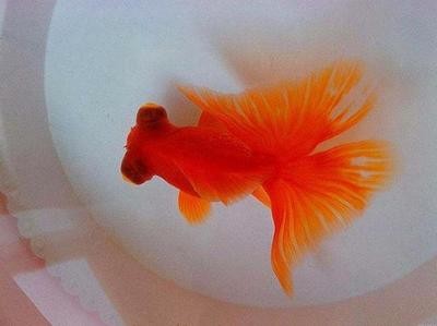 紅龍魚喂什么蝦最好（紅龍魚喂什么蝦最好養）