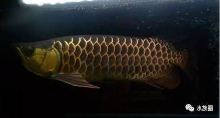 龍魚怎么養水質好