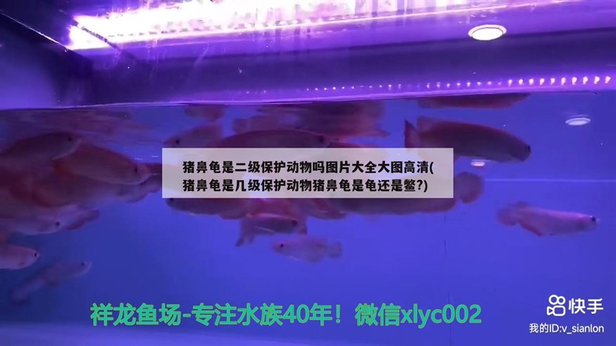 豬鼻龜是二級保護動物嗎圖片大全大圖高清(豬鼻龜是幾級保護動物豬鼻龜是龜還是鱉?)