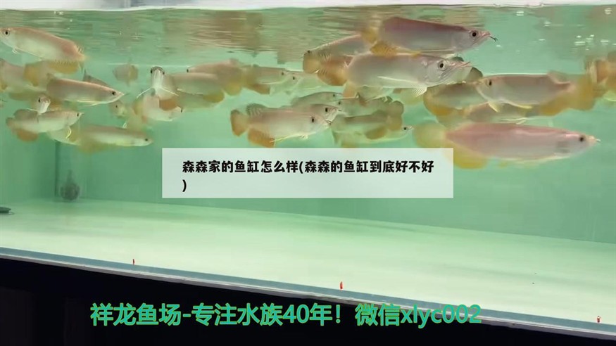 森森家的魚缸怎么樣(森森的魚缸到底好不好)