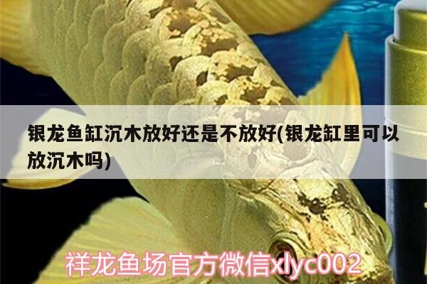 銀龍魚缸沉木放好還是不放好(銀龍缸里可以放沉木嗎)