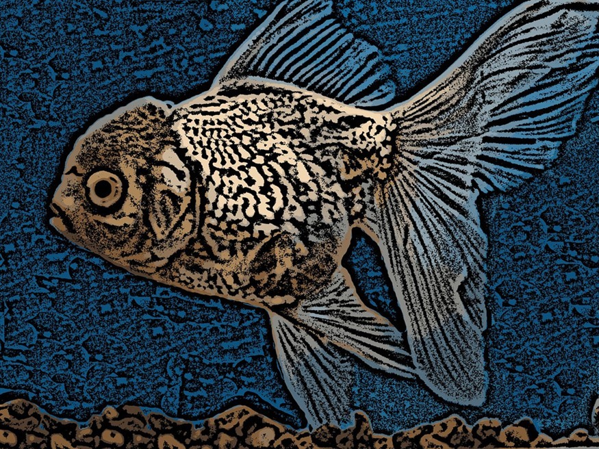 佛山定做魚缸廠家地址（佛山定做魚缸廠家地址在哪里）