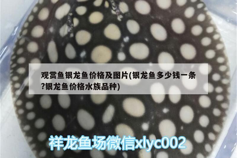 觀賞魚銀龍魚價格及圖片(銀龍魚多少錢一條?銀龍魚價格水族品種)
