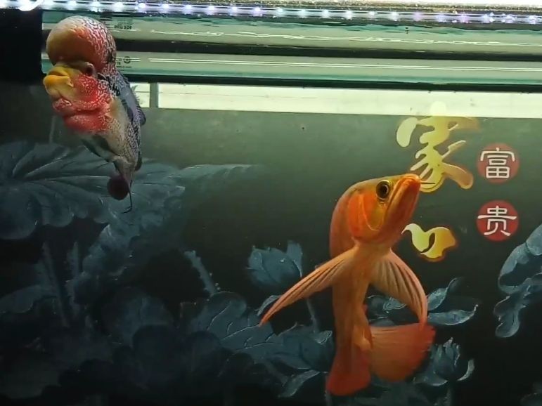 鄒城市振佳水族花卉貿易商行（鄒城振華廚具電話）