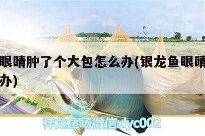 龍魚眼睛腫了個大包怎么辦(銀龍魚眼睛腫了怎么辦)