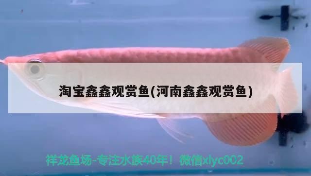 淘寶鑫鑫觀賞魚(河南鑫鑫觀賞魚)