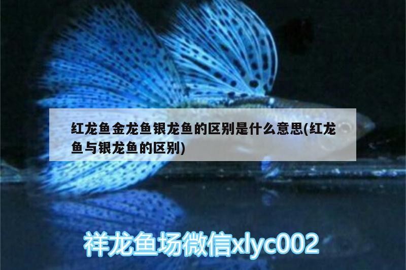 紅龍魚金龍魚銀龍魚的區別是什么意思(紅龍魚與銀龍魚的區別)