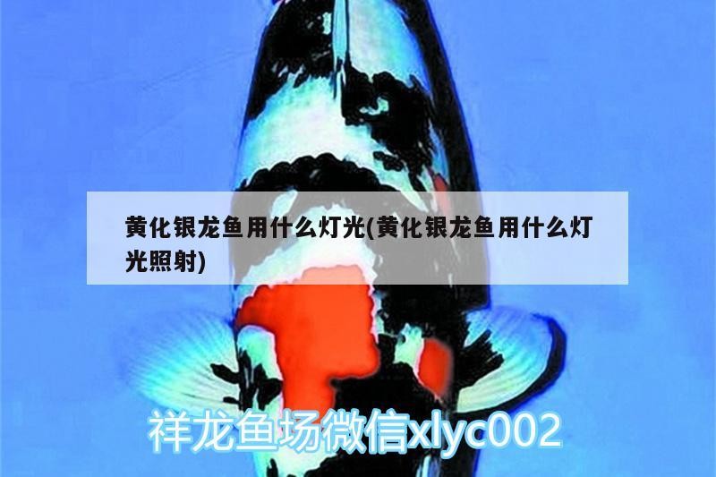 黃化銀龍魚用什么燈光(黃化銀龍魚用什么燈光照射)