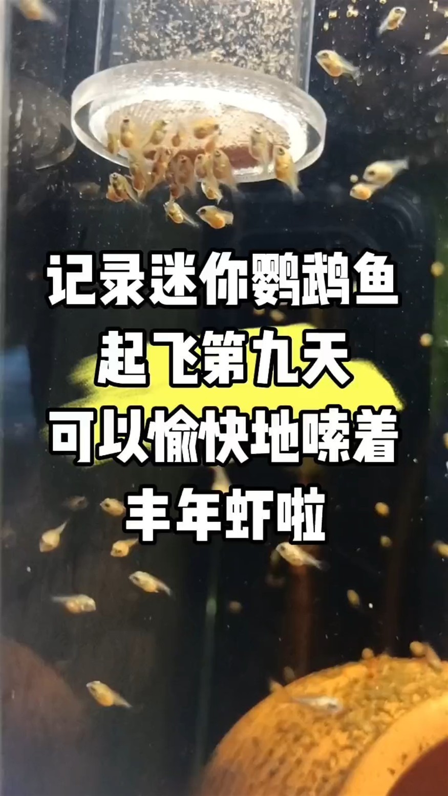 魚苗起飛第九天，會扎堆吃豐年蝦了