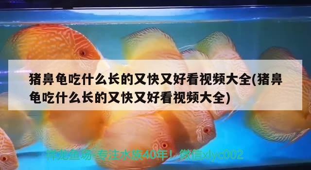 豬鼻龜吃什么長的又快又好看視頻大全(豬鼻龜吃什么長的又快又好看視頻大全)