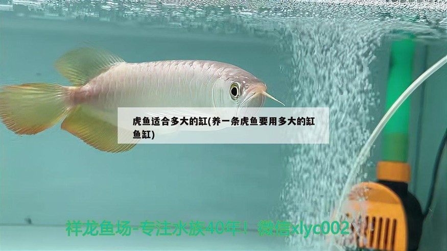 虎魚適合多大的缸(養一條虎魚要用多大的缸魚缸)