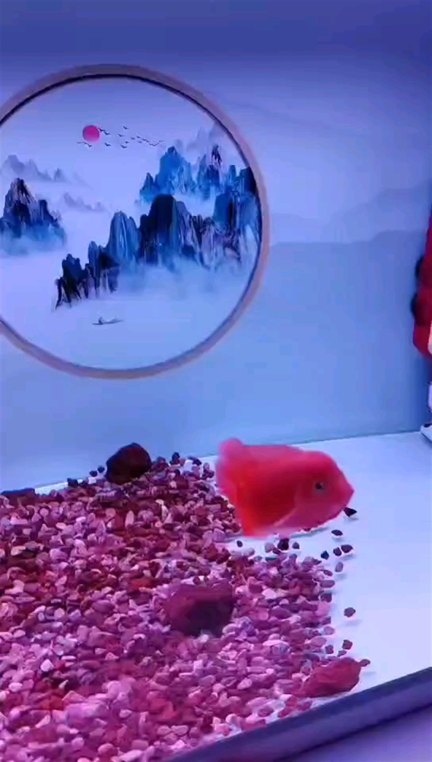 到家第三天   狀態就來了