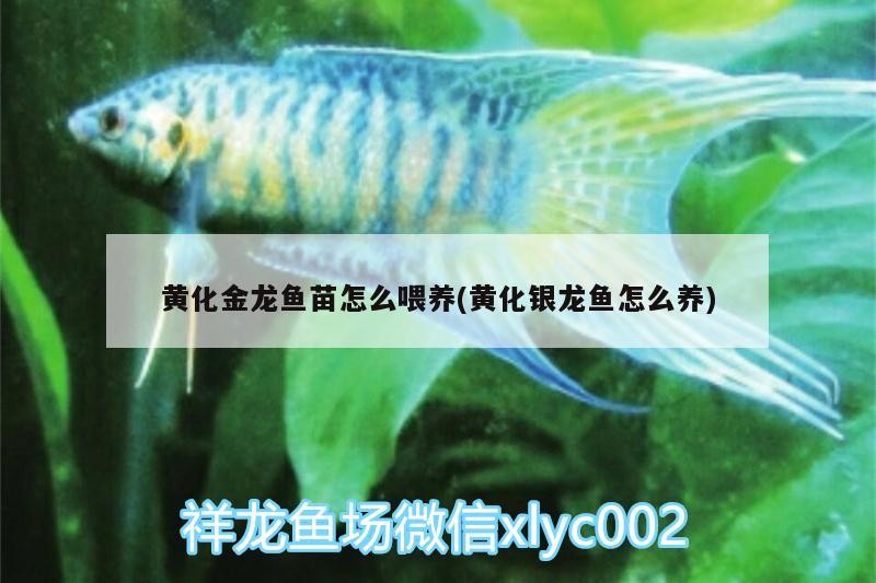 黃化金龍魚苗怎么喂養(黃化銀龍魚怎么養)