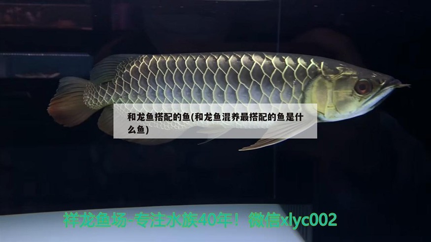 白化銀龍魚和黃化銀龍魚的區(qū)別圖片對比(黃化銀龍魚好還是金龍魚好)