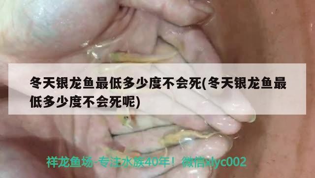 冬天銀龍魚最低多少度不會死(冬天銀龍魚最低多少度不會死呢)