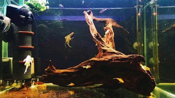 沉木放在魚缸里水會變黃怎么辦：如何解決沉木放在魚缸里導致水發(fā)黃的問題？