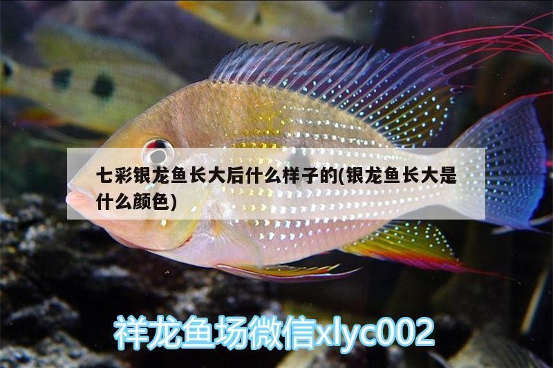 七彩銀龍魚(yú)長(zhǎng)大后什么樣子的(銀龍魚(yú)長(zhǎng)大是什么顏色)