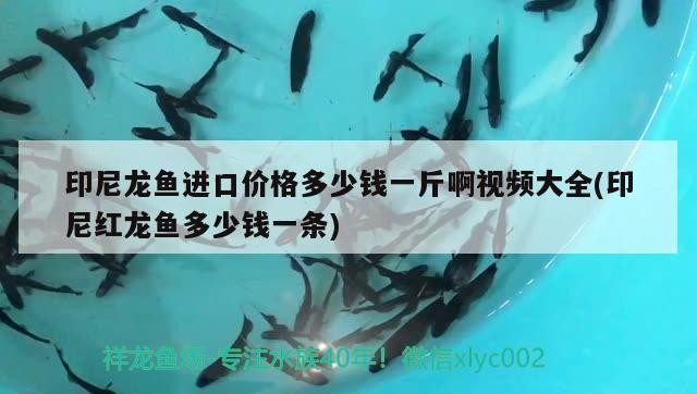 印尼龍魚進口價格多少錢一斤啊視頻大全(印尼紅龍魚多少錢一條)