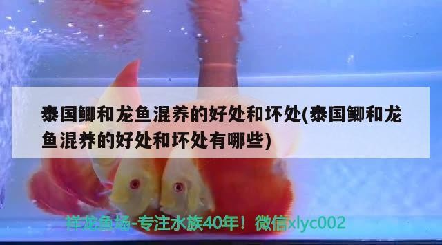 金龍,紅龍和銀龍魚到底好不好混養(yǎng)呢(金龍,紅龍和銀龍魚到底好不好混養(yǎng)呢視頻)