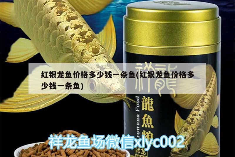 紅銀龍魚價格多少錢一條魚(紅銀龍魚價格多少錢一條魚)