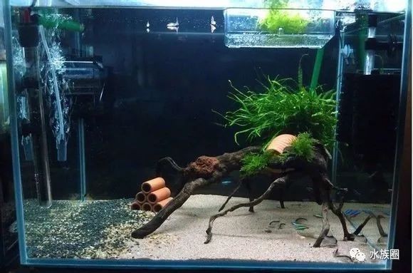倉鼠魚缸造景