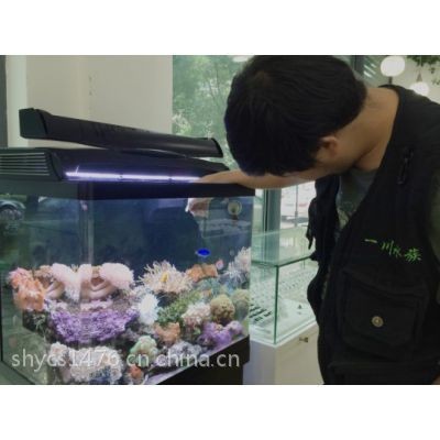 大型魚缸批發(fā)市場(chǎng)在哪里啊：大型魚缸批發(fā)市場(chǎng)