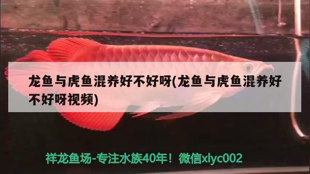 龍魚與虎魚混養好不好呀(龍魚與虎魚混養好不好呀視頻)