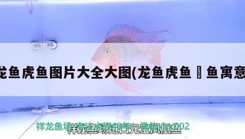 龍魚虎魚圖片大全大圖(龍魚虎魚魟魚寓意)