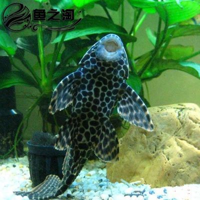 大型魚缸清潔魚有哪些：清潔魚的種類和作用