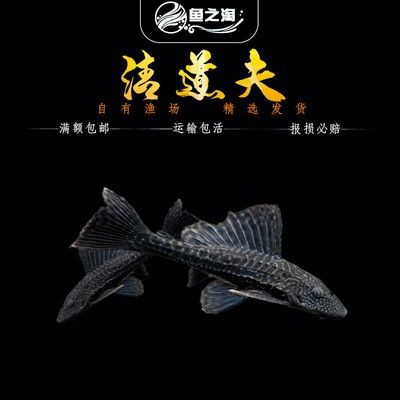 大型魚缸清潔魚有哪些：清潔魚的種類和作用