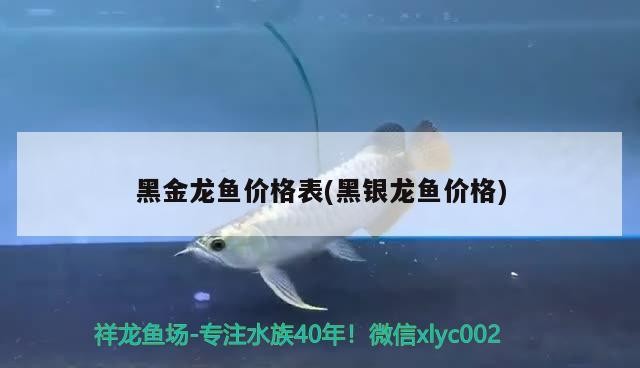 黑金龍魚價格表(黑銀龍魚價格)