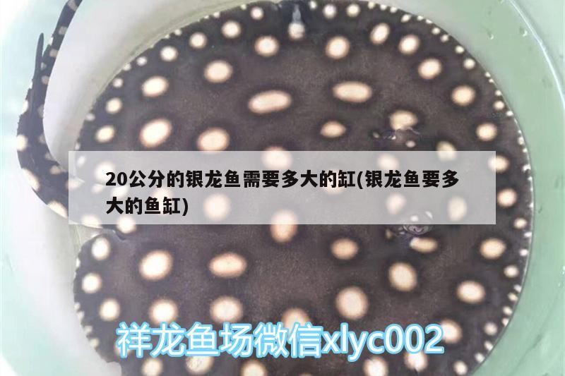 20公分的銀龍魚需要多大的缸(銀龍魚要多大的魚缸) 20公分的銀龍魚需要多大的缸(銀龍魚要多大的魚缸) 銀龍魚百科