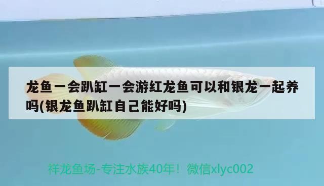 金龍魚 龍魚一會趴缸一會游紅龍魚可以和銀龍一起養嗎(銀龍魚趴缸自己能好嗎) 銀龍魚百科 龍魚一會趴缸一會游紅龍魚可以和銀龍一起養嗎(銀龍魚趴缸自己能好嗎) 龍魚一會趴缸一會游紅龍魚可以和銀龍一起養嗎(銀龍魚趴缸自己能好嗎) 銀龍魚百科