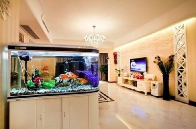 出售低價魚缸違法嗎：出售低價魚缸是否違法？